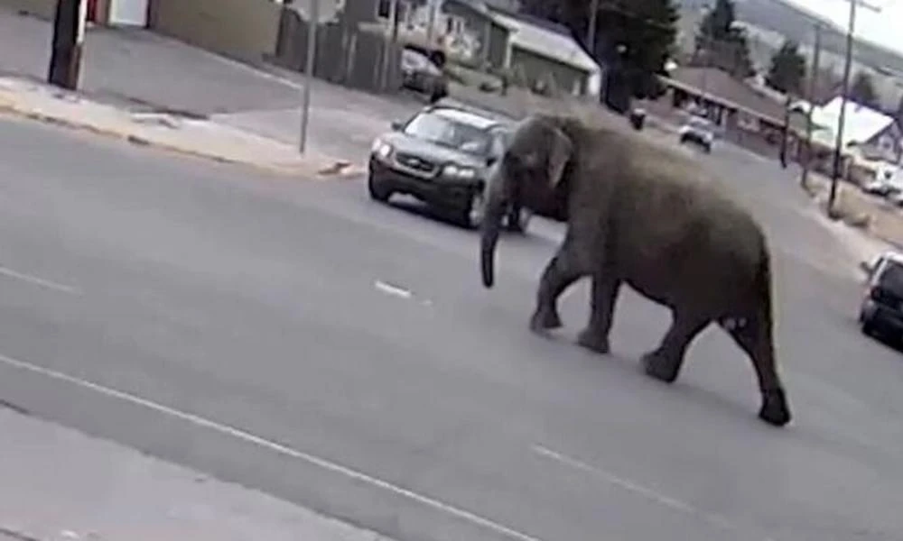 Μοντάνα: Ελέφαντας το έσκασε από τσίρκο και προκάλεσε χάος στους δρόμους (βίντεο)